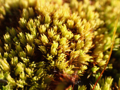 Tortella inclinata