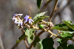 Solanum hispidum