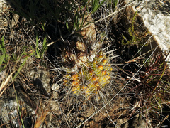Parodia mammulosa