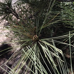 Pinus lawsonii