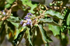 Solanum hispidum