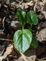 Ficaria verna calthifolia