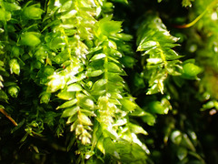 Plagiothecium curvifolium