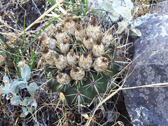 Parodia mammulosa