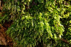 Plagiothecium curvifolium