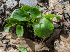 Ficaria verna calthifolia