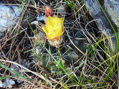 Parodia mammulosa