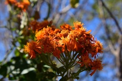 Pseudogynoxys haenkei