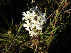 Glandularia platensis