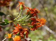 Pseudogynoxys haenkei