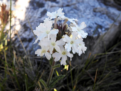 Glandularia platensis