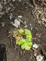 Heracleum sphondylium sibiricum