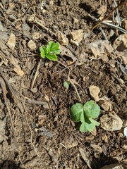 Heracleum sphondylium sibiricum