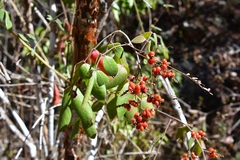 Rhus terebinthifolia