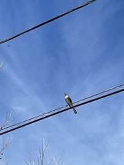 Mimus polyglottos image