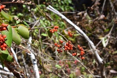 Rhus terebinthifolia