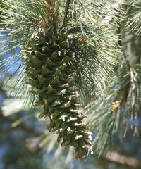 Pinus ayacahuite