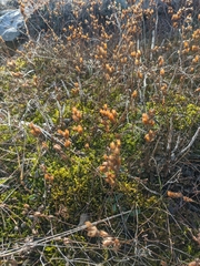 Hypericum linarioides