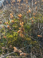 Hypericum linarioides