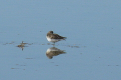 Calidris bairdii