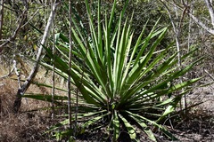 Furcraea cabuya