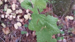 Holodiscus discolor discolor