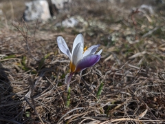 Crocus tauricus