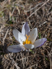 Crocus tauricus