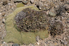 Maihueniopsis molfinoi