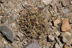 Maihueniopsis molfinoi
