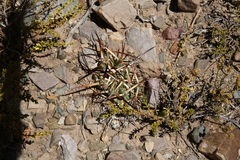 Maihueniopsis molfinoi