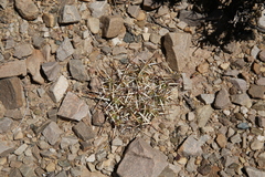 Maihueniopsis molfinoi
