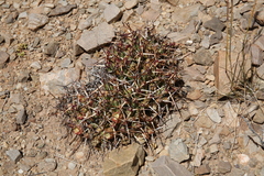 Maihueniopsis molfinoi