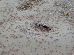 Pogonomyrmex maricopa