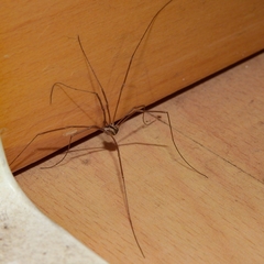 Dicranopalpus pulchellus