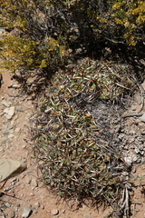 Maihueniopsis molfinoi