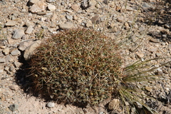 Maihueniopsis molfinoi