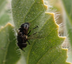 Copestylum marginatum