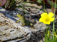 Timon lepidus lepidus