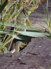 Timon lepidus lepidus