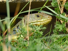 Timon lepidus lepidus