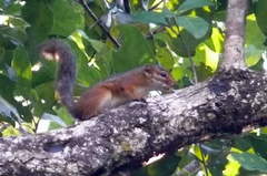 Funisciurus pyrropus