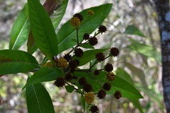Verbesina hypargyrea