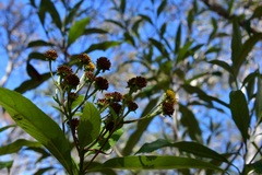 Verbesina hypargyrea