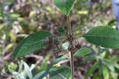 Lippia substrigosa