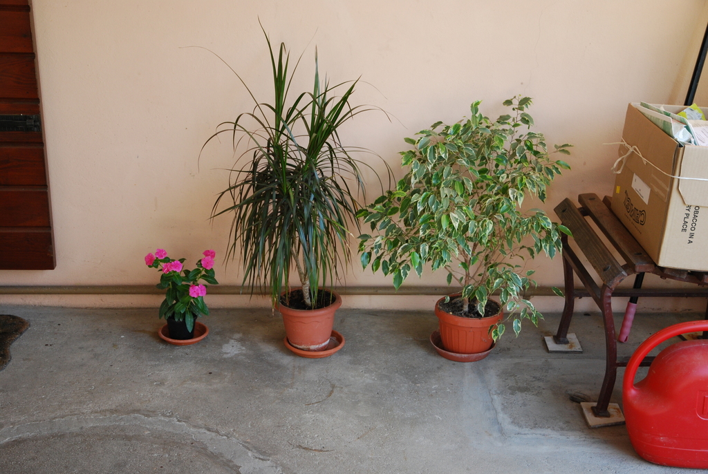 Ficus benjamina growing as a tree