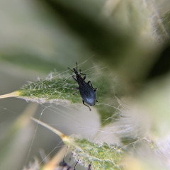 Ceratapion gibbirostre