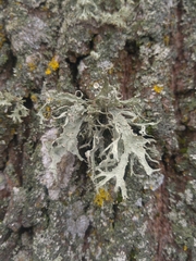 Ramalina fraxinea