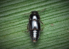 Tachinus laticollis