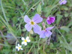 Malcolmia